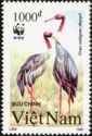 Sarus Crane (Grus antigone ssp. sharpii) 